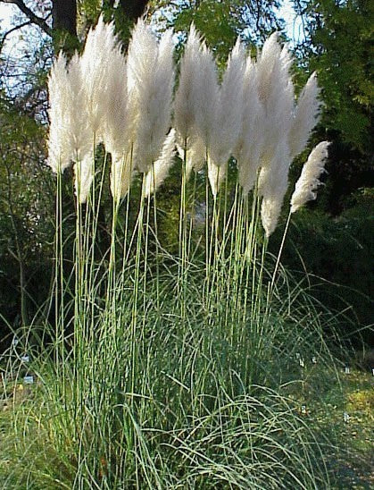 Cortaderia selloana 'Witte Veder'