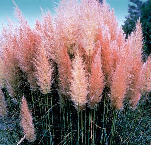 Cortaderia selloana 'Roze Veder'