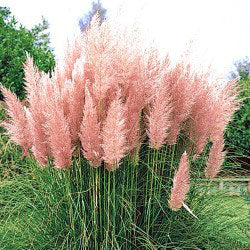 Cortaderia selloana 'Roze Veder'
