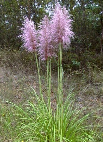 Cortaderia selloana 'Roze Veder'
