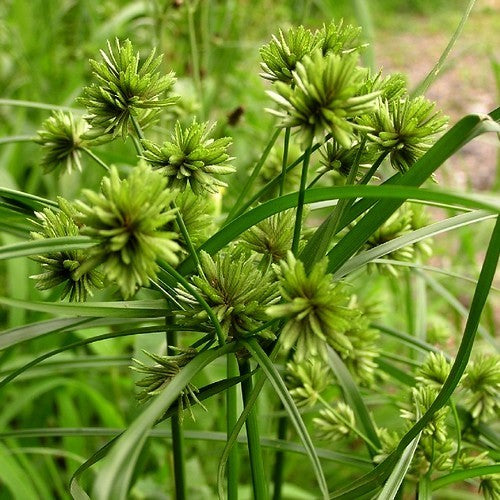 Cyperus eragrostis