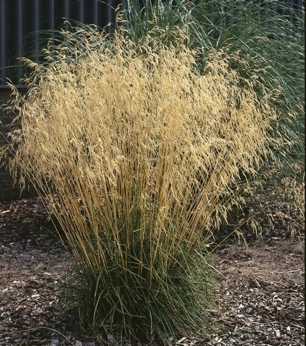 Deschampsia cespitosa