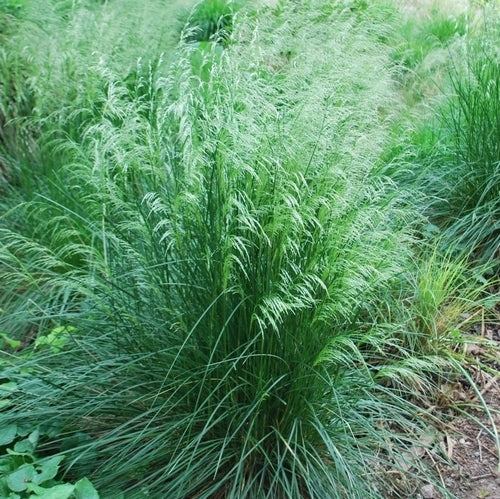 Deschampsia cespitosa