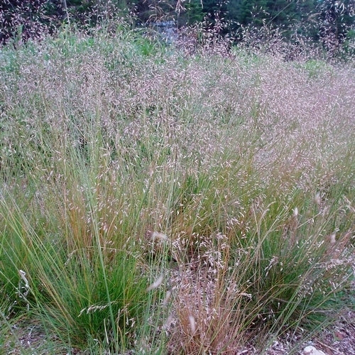 Deschampsia flexuosa