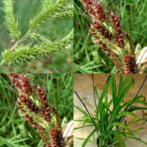 Echinochloa Crus-Galli