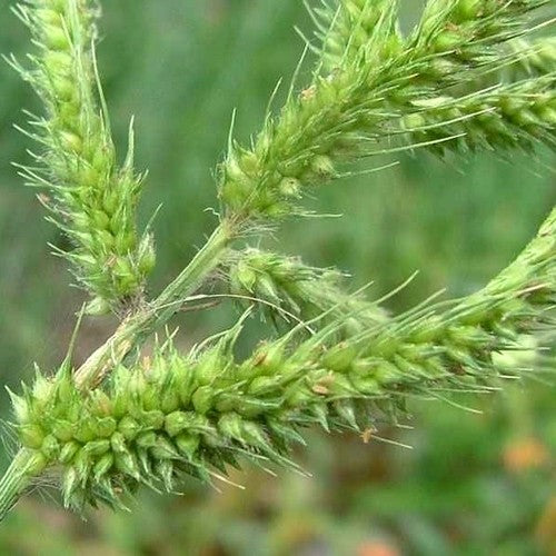 Echinochloa Crus-Galli