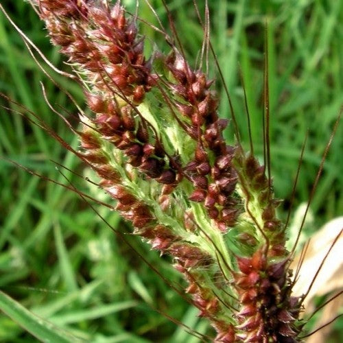 Echinochloa Crus-Galli