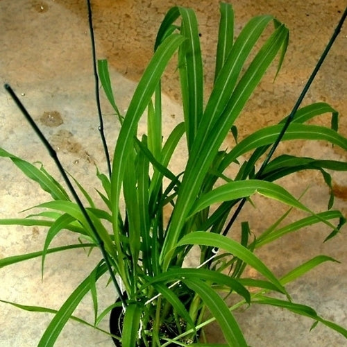 Echinochloa crus-galli