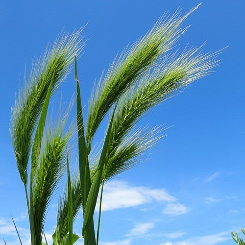 Elymus canadensis 'VNS'
