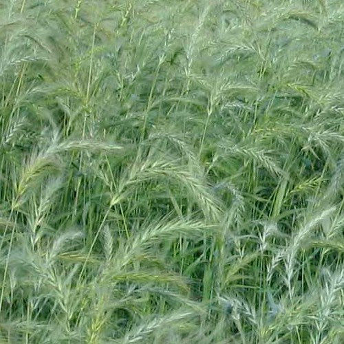 Elymus canadensis 'VNS'