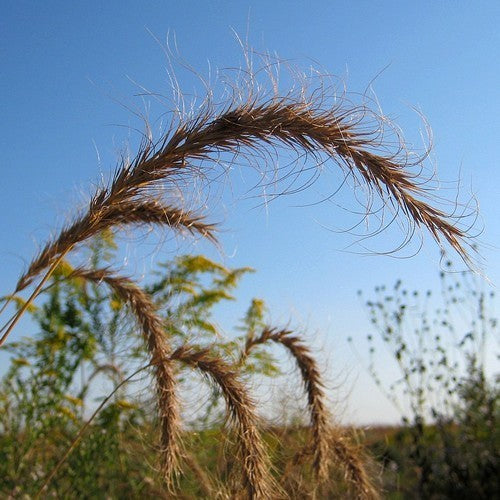 Elymus canadensis 'VNS'