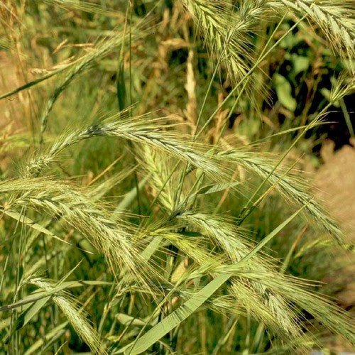 Elymus virginicus