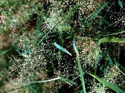 Eragrostis elegans