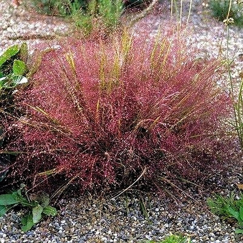 *Eragrostis spectabilis*
