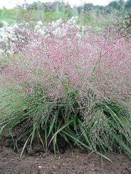 *Eragrostis spectabilis*