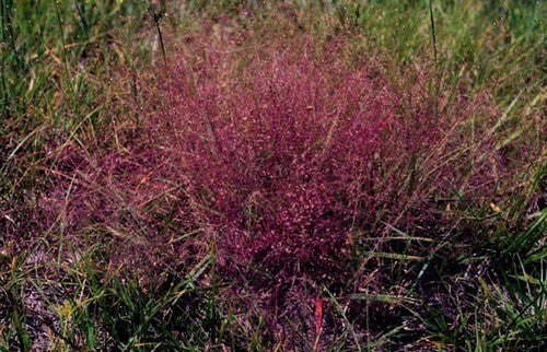 *Eragrostis spectabilis*