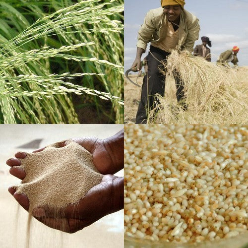 Eragrostis tef 'White'