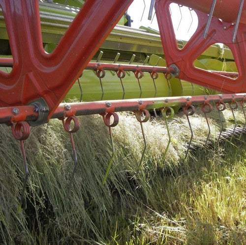 Eragrostis tef 'White'