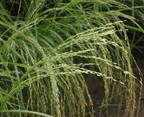 Eragrostis tef 'White'