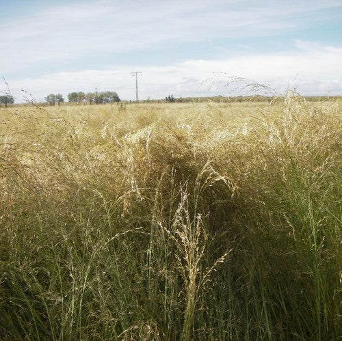 Eragrostis tef 'White'