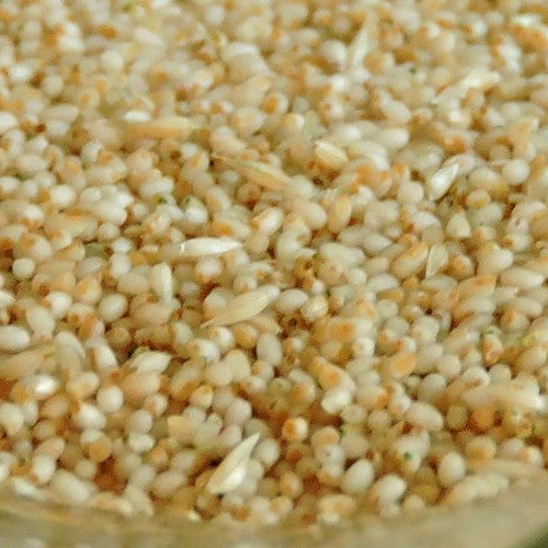 Eragrostis tef 'White'