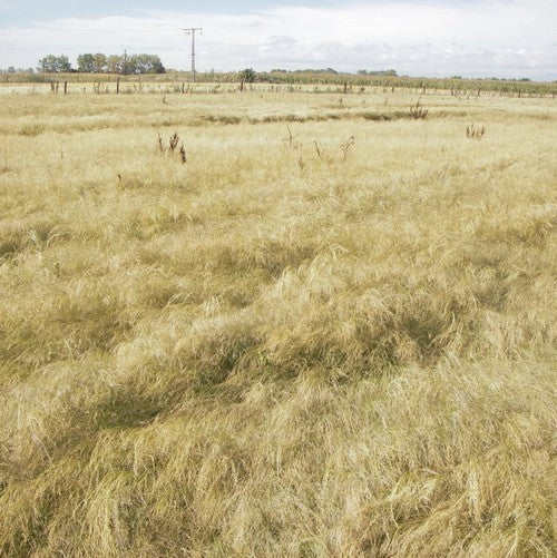 Eragrostis tef 'White'