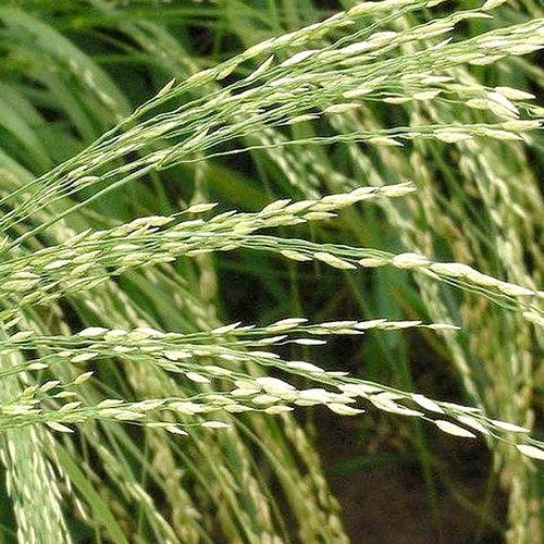 Eragrostis tef 'White'