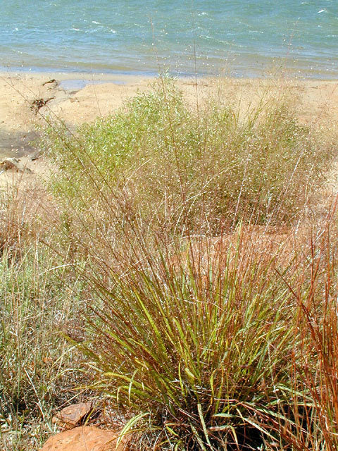 Eragrostis trichodes