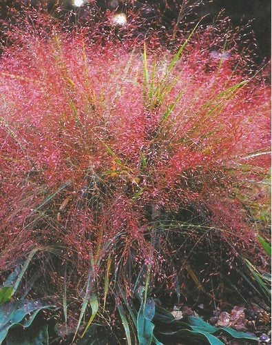 Eragrostis trichodes