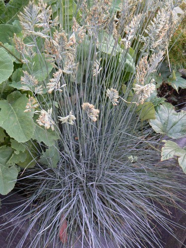 Festuca glauca