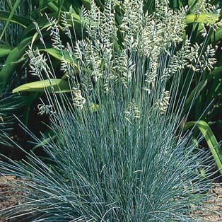 Festuca glauca