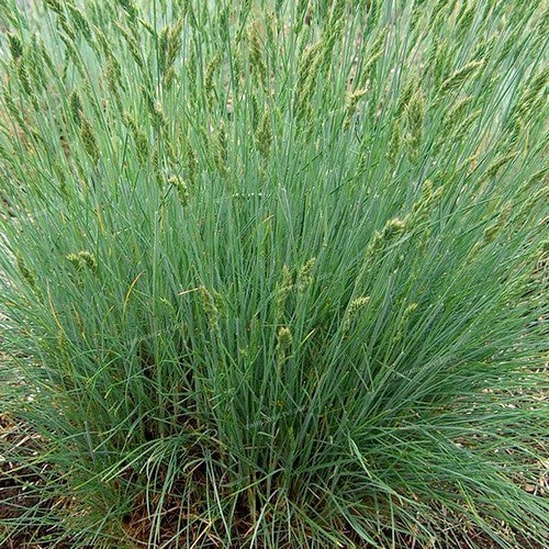 Festuca ovina ssp. vulgaris