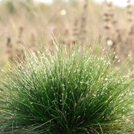 Festuca ovina ssp. vulgaris