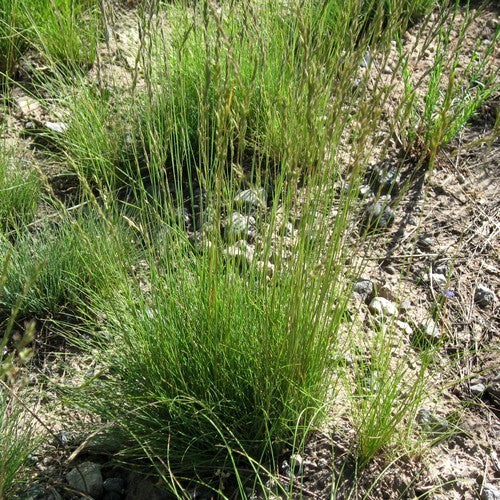 Festuca trachyphylla