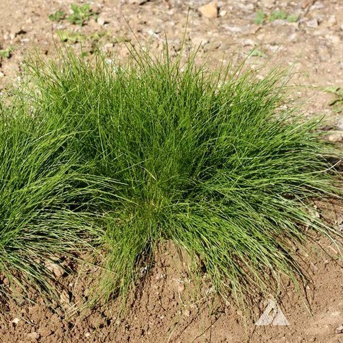 Festuca trachyphylla