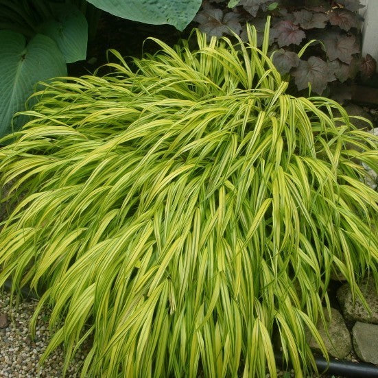 Hakonechloa macra 'Aureola'