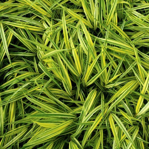 Hakonechloa macra 'Aureola'