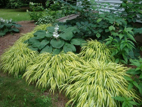 Hakonechloa macra 'Aureola'