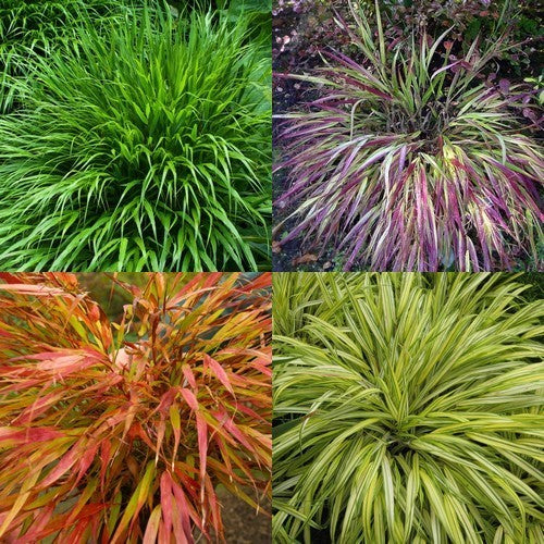 Hakonechloa macra 'Mix'