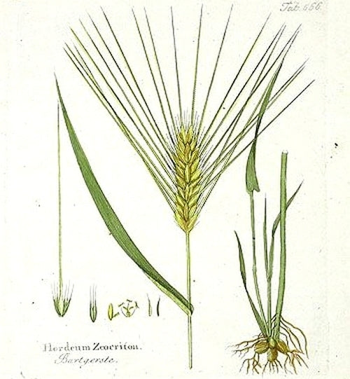 Hordeum distichon ssp zeocriton