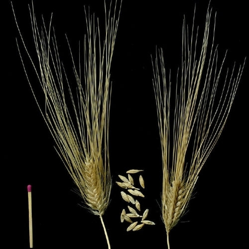 Hordeum distichon ssp zeocriton