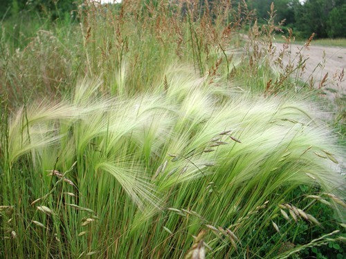 Hordeum jubatum