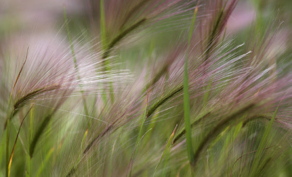 Hordeum jubatum