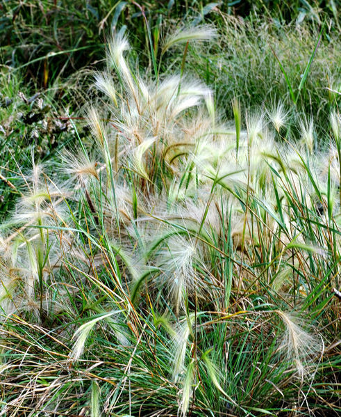 Hordeum jubatum