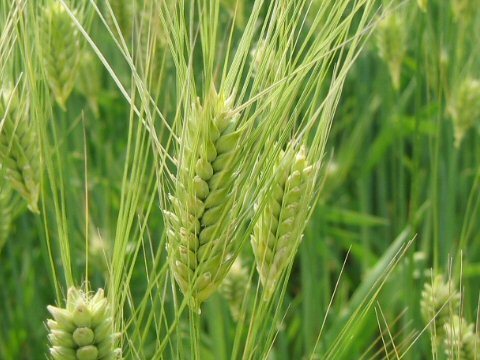Hordeum vulgare 'Laser' / 'Etoile' / ‘Detail’ / 'Prestige' / 'Sh'