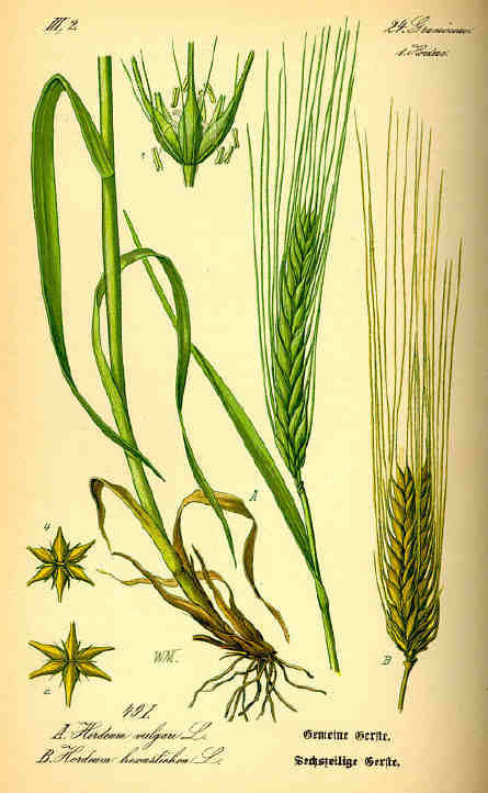 Hordeum vulgare 'Laser' / 'Etoile' / ‘Detail’ / 'Prestige' / 'Sh'