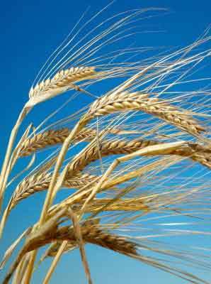 Hordeum vulgare 'Laser' / 'Etoile' / ‘Detail’ / 'Prestige' / 'Sh'