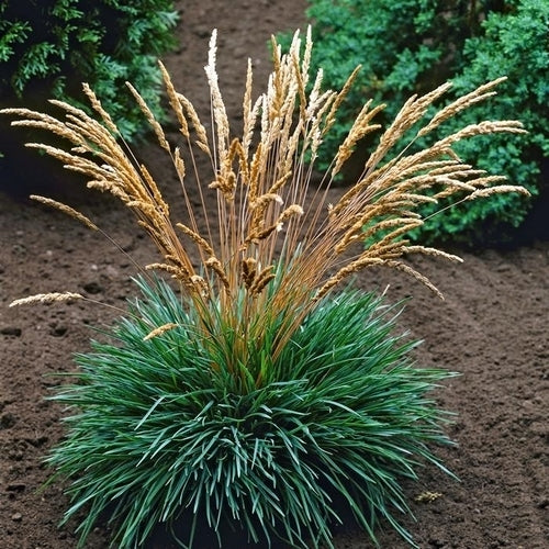 Koeleria glauca