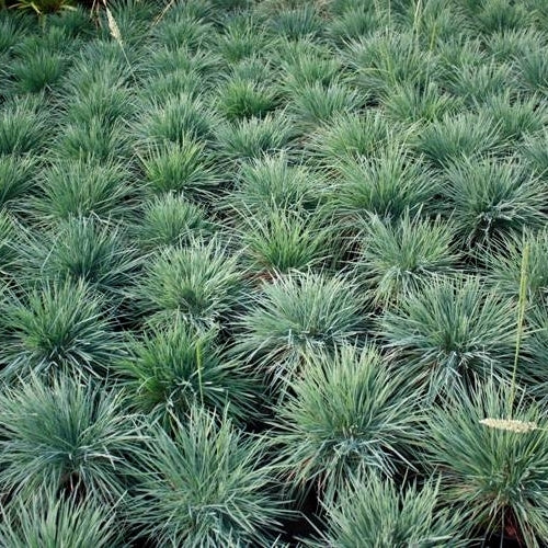 Koeleria glauca