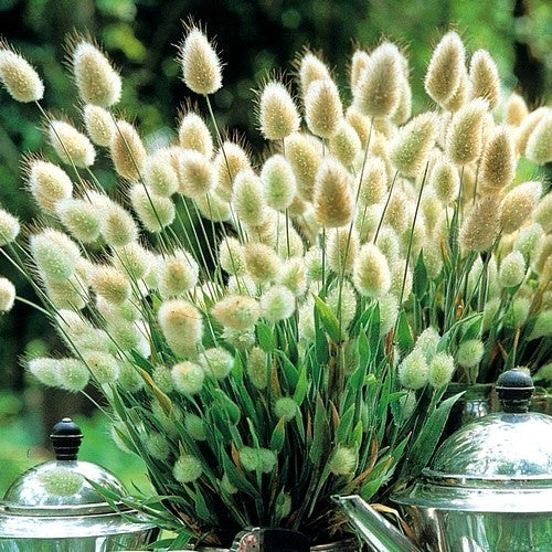 Lagurus ovatus 'Bunny Tails'
